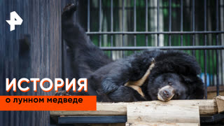 «Невероятно интересные истории»: история о лунном медведе