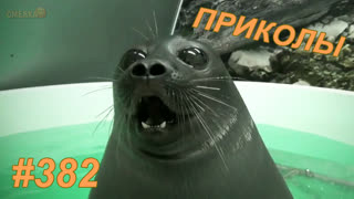 Приколы апрель 2019 №382
