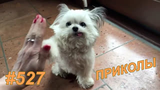 Приколы сентябрь 2019 №527