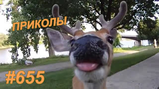 Приколы январь 2020 №655